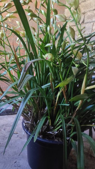 Orquídea beje olho vermelho