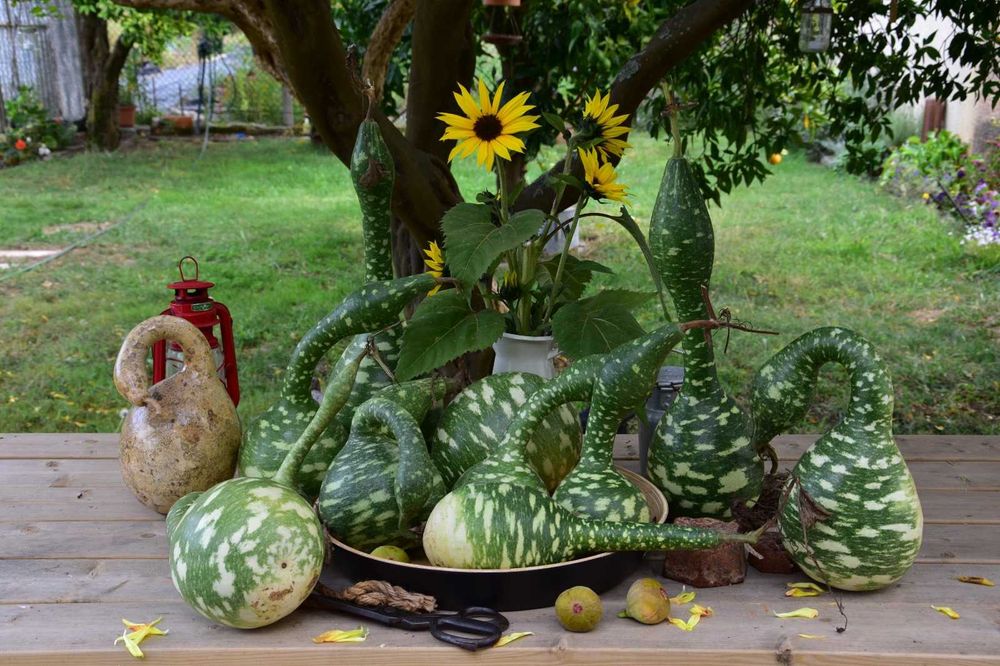 Abóboras Pescoço de Ganso
