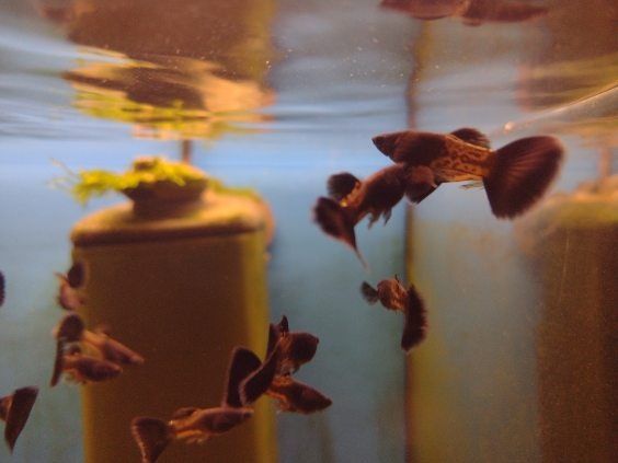 Gupik bleck metal Kraków (Swoszowice)