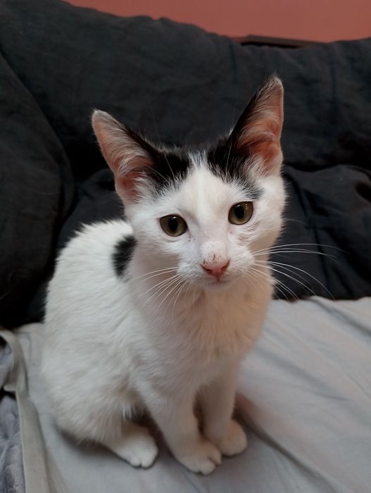 Malutka kicia do adopcji