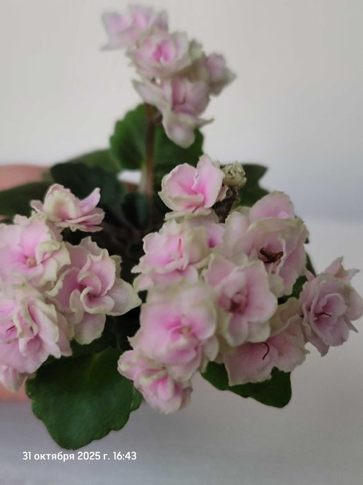 Мини фиалки и стандарти