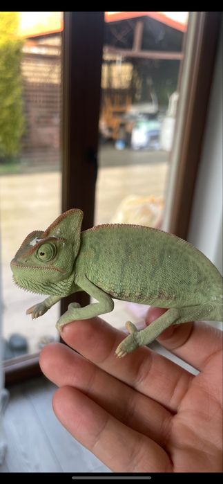 Terrarium z wodospadem dł:60 szer:40 wys:90(kameleon,gekon)