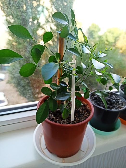 Продам саженцы  Муррайи метельчатой, детки, в Днепре.