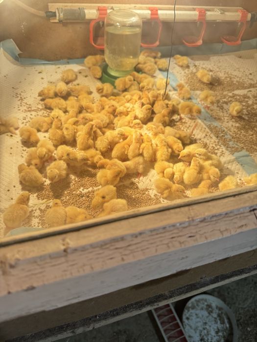 Перепілки суточні техасець