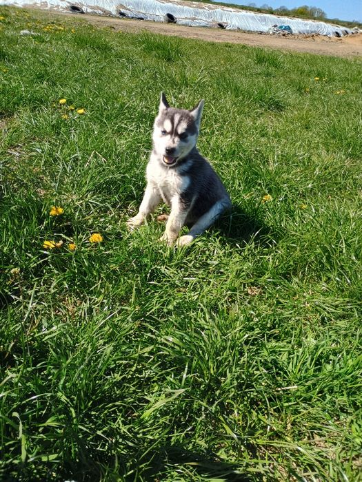 Piesek Siberian Husky