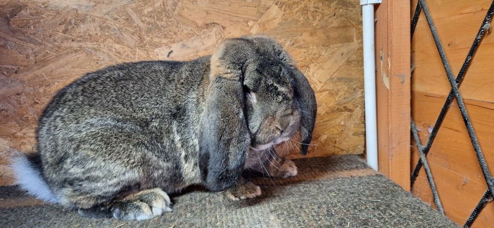 Królik króliki francuski baran szary