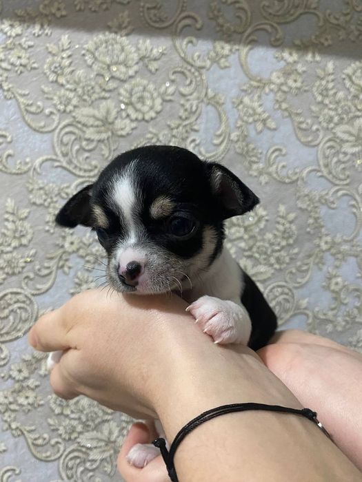 Чихуахуа цуценята