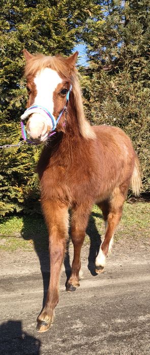 Piękny Kuc Walijski 135cm,spokojny,grzeczny