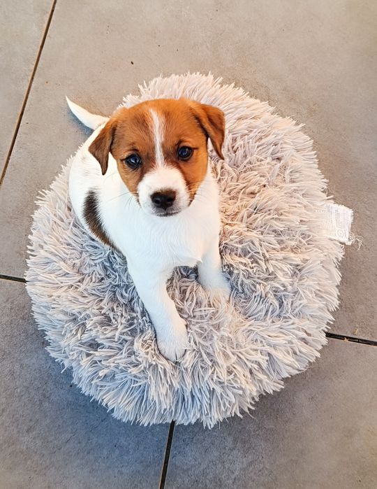 Jack Russell Terrier