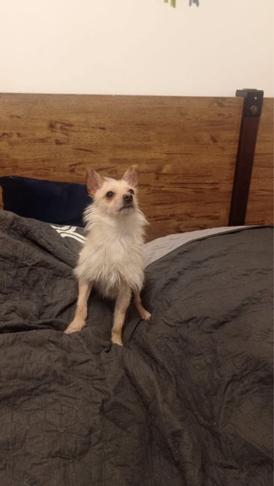 Malutki Fredi szuka swojego człowieka.