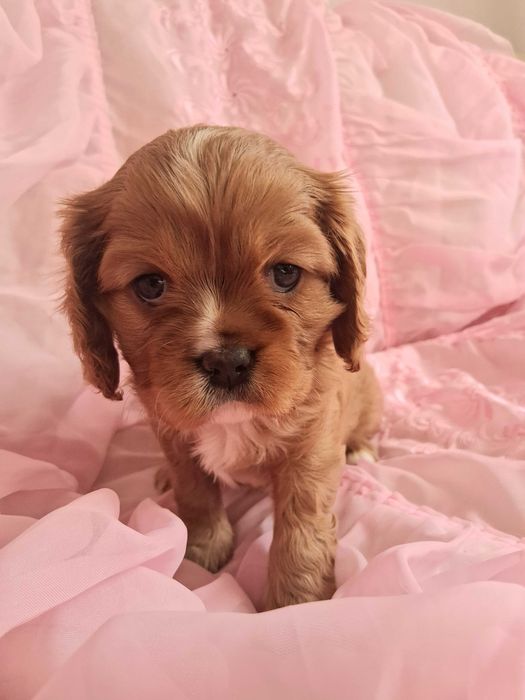 Cavalier King Charles Spaniel