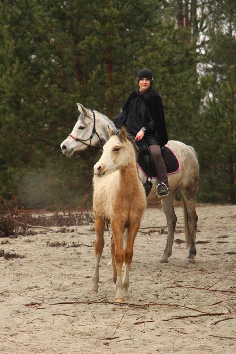 Ogierek arab/akhal teke