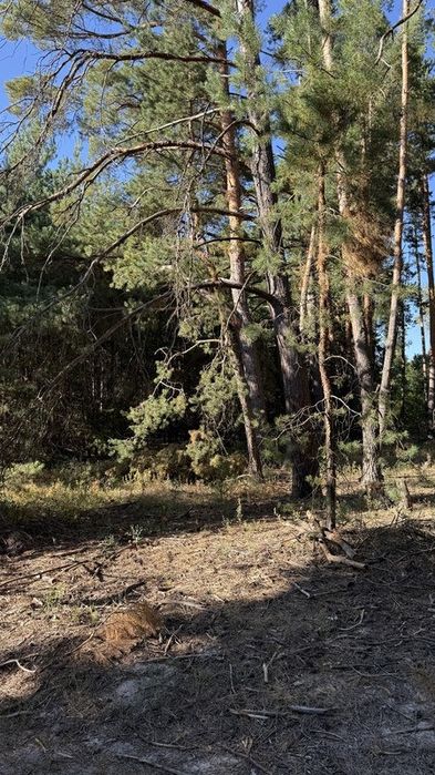 Продам масив землі 26 Га. С. Фасова. Без комісіі для Покупця