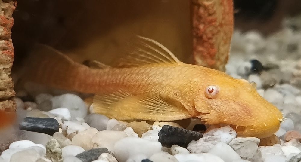 Zbrojnik złoty albinos