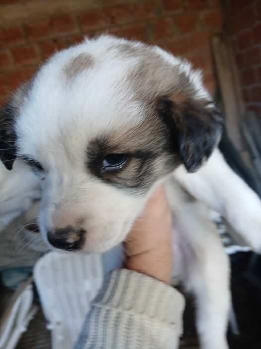 Cachorras para adotar