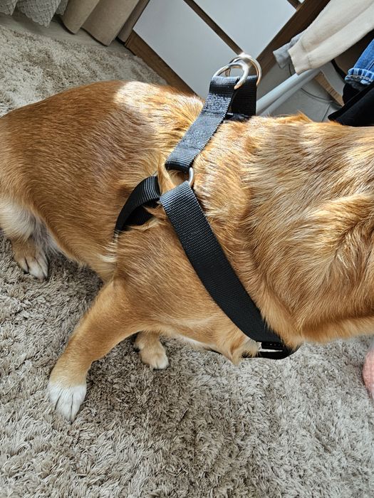 Шлея для собак, середньої породи, може бути і на більшу собаку, нова