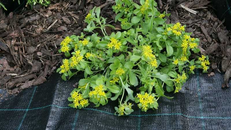 Агротканина, щільність 70, 90, 110, 135 г/м². Ширина 0.4 - 3,2м