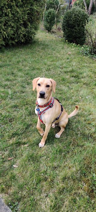 Zadbany, wychowany z jedną rodziną pies szuka doświadczonego domu