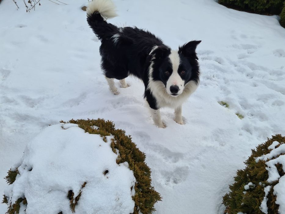 Pies Border Collie za darmo