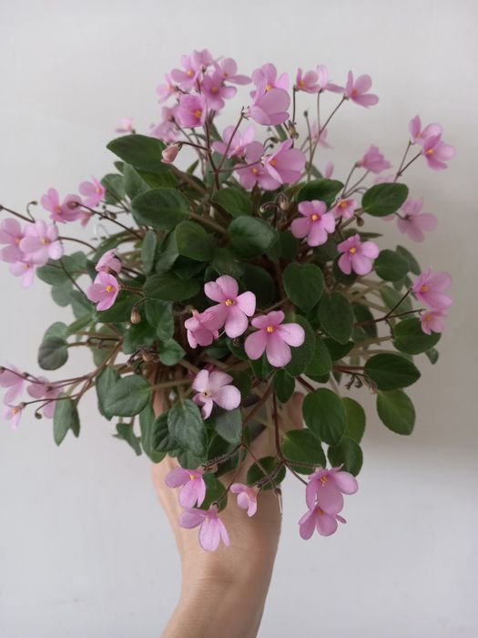 Фиалки  трейлеры