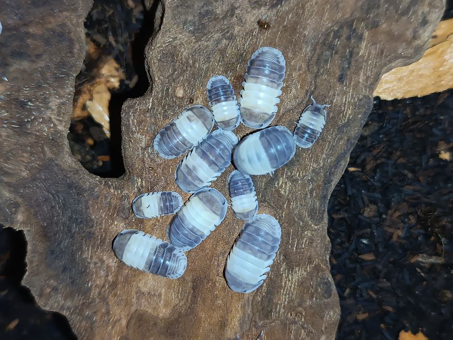 Isopody Cubaris sp. Panda King