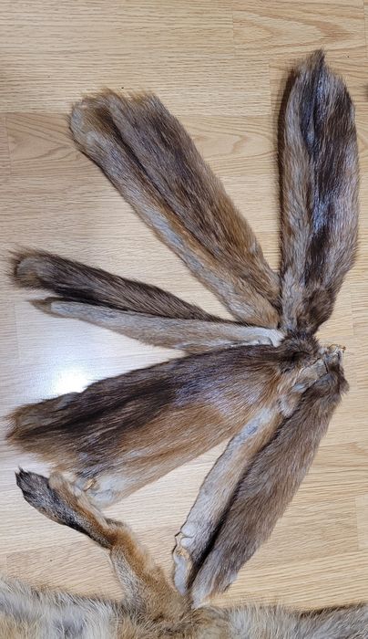 Futro nutrii, skórki