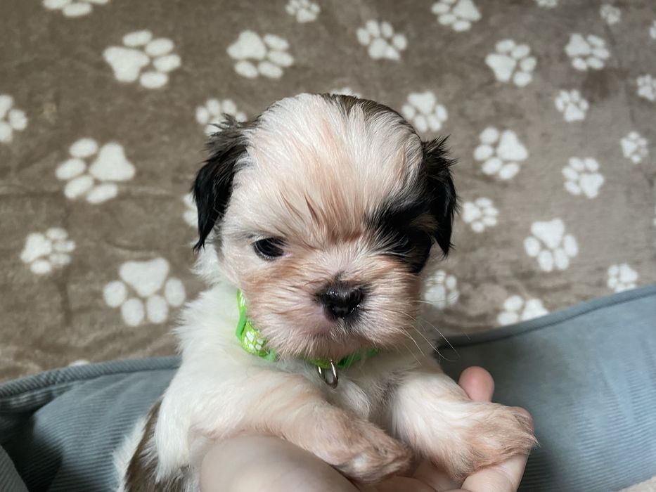 Szczeniaczek shih-tzu Sonik