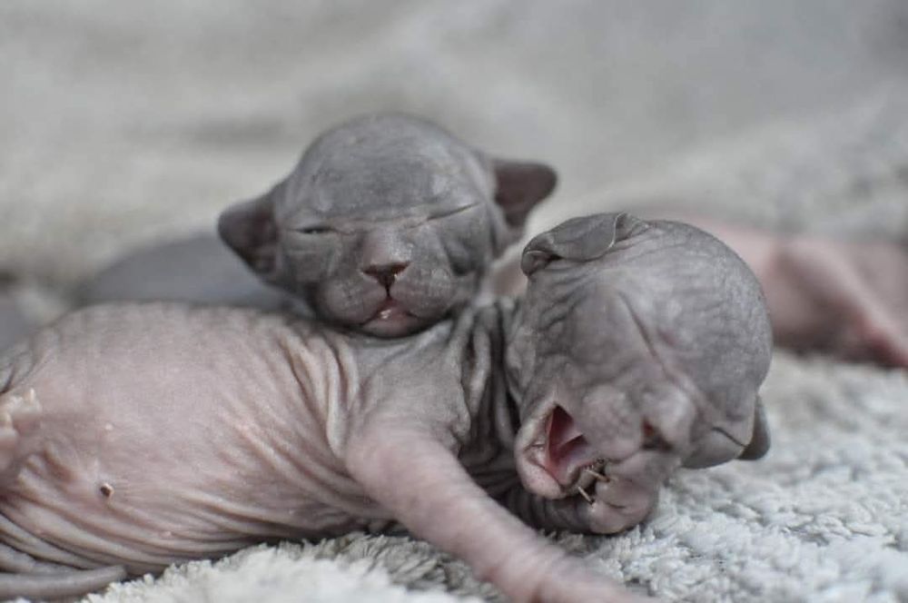 Łysy kot sfinks wcf