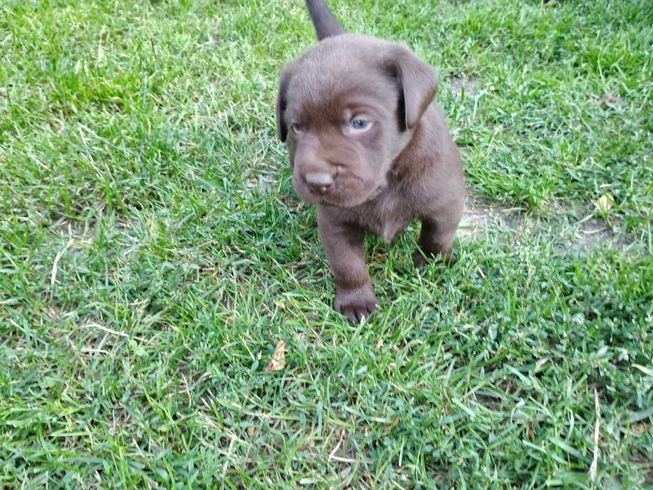 Śliczna suczka Labrador Retriever czekoladowa