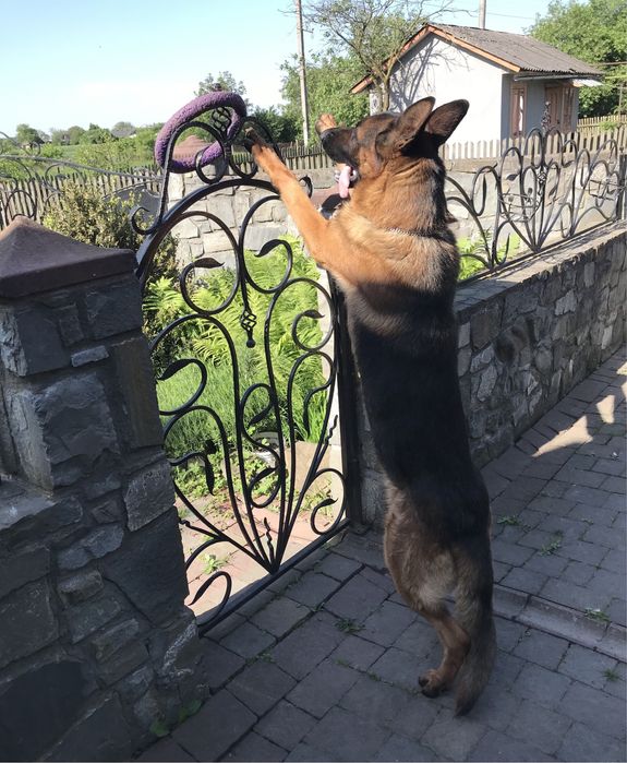 В‘язка німецької вівчарки