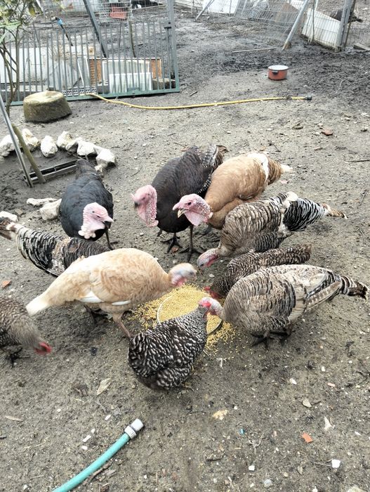 Vendo ovos de perúa caseiros