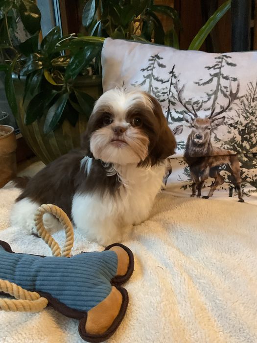 Shih -Tzu Salonowe! Pieski