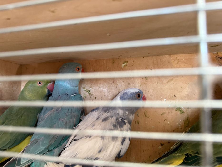 Aleksandretty obrożne