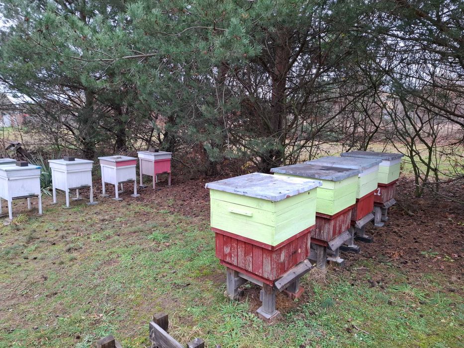 Odkłady pszczele na ramce DADANT na rok 2026