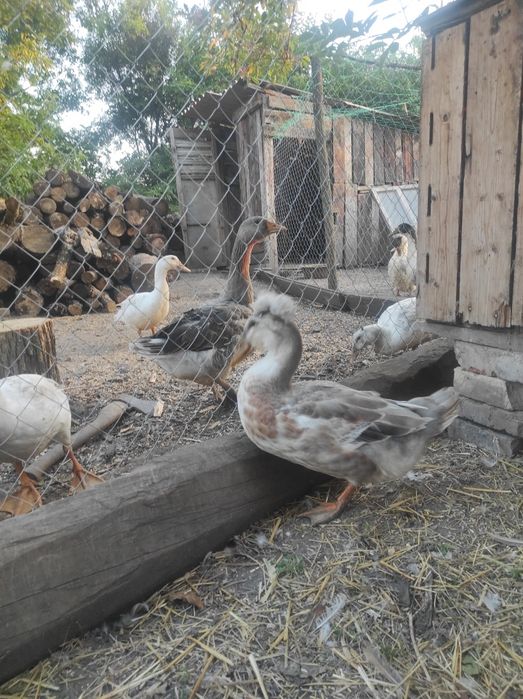 Продам качура на племя