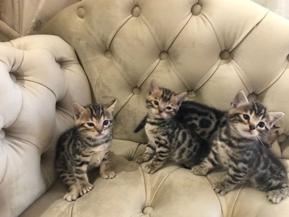 Бенгальские котята