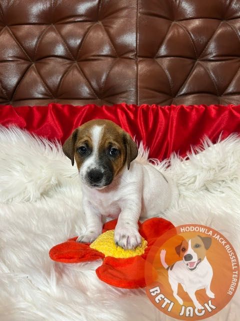 Piękny piesek Jack Russell Terrier z hodowli „BETI JACK” - IDOL