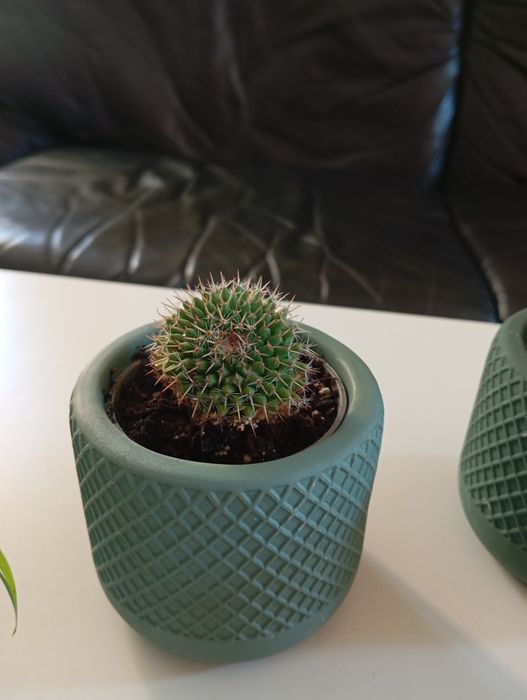 Mini plantas com vaso cerâmica