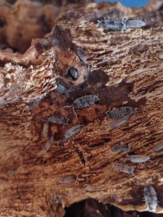 Isopods. "Bichos da conta".