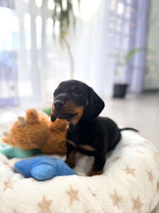 Teckel Standard com lop