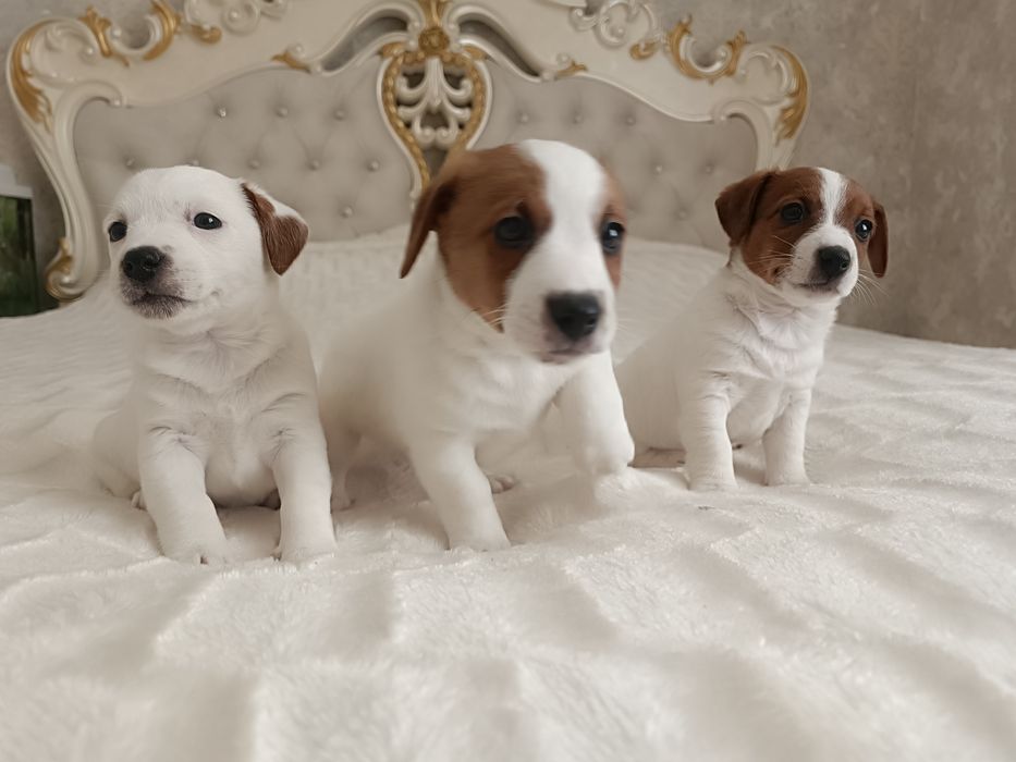 Одесские дети Джек Рассел Терьер