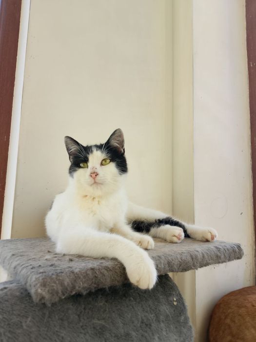 Мурзик ищет семью