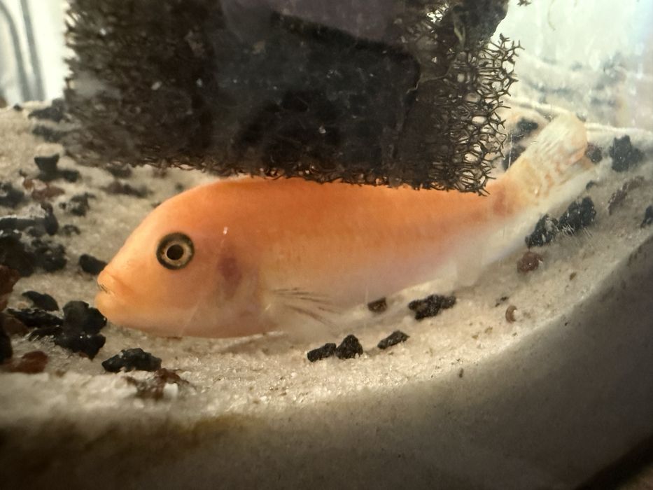 Oddam za darmo pyszczaka