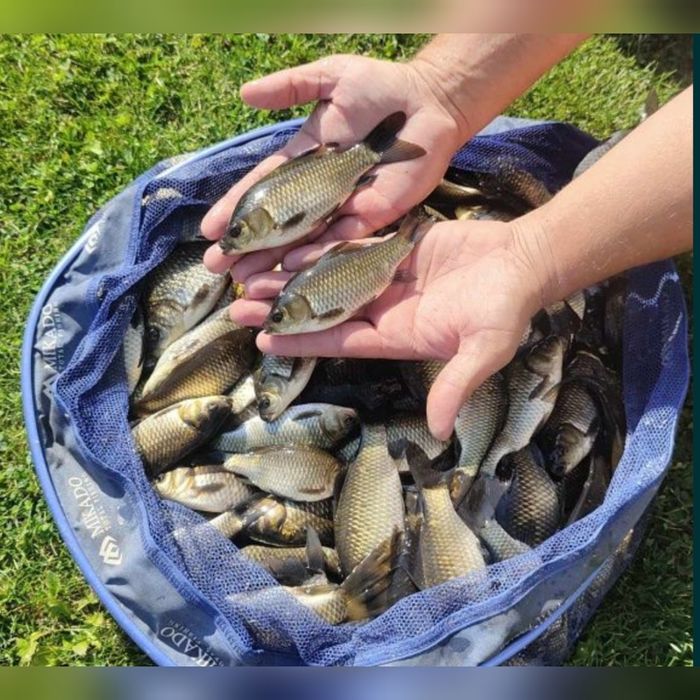 Karaś na żywca / do stawu