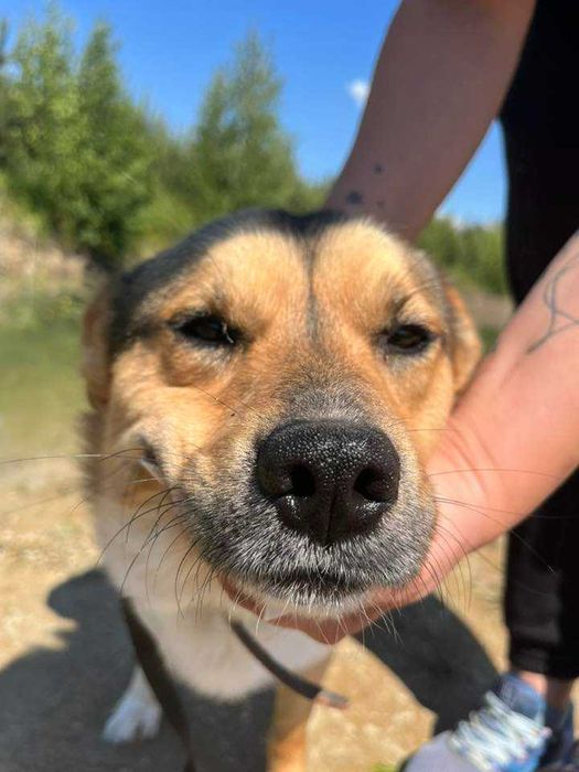 Parys- delikatny i kochany nieduży psiak prosi o dom