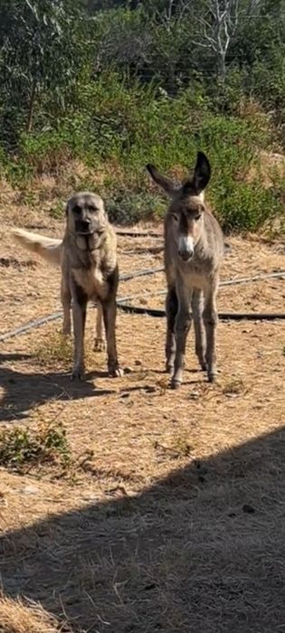 Vendo burras grande porte