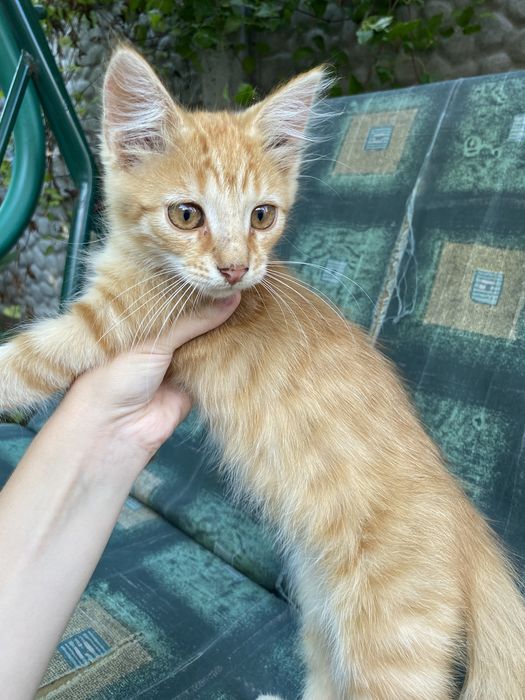 Котята метисы Сибирской