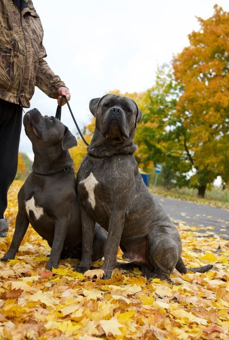 Цуценята Кане Корсо