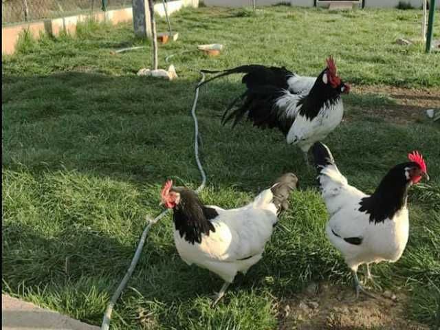 Інкубаційне яйце.(Курчата) Лакенфельдер. Птиця.