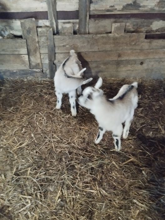 Młode  koziołki samodzielne